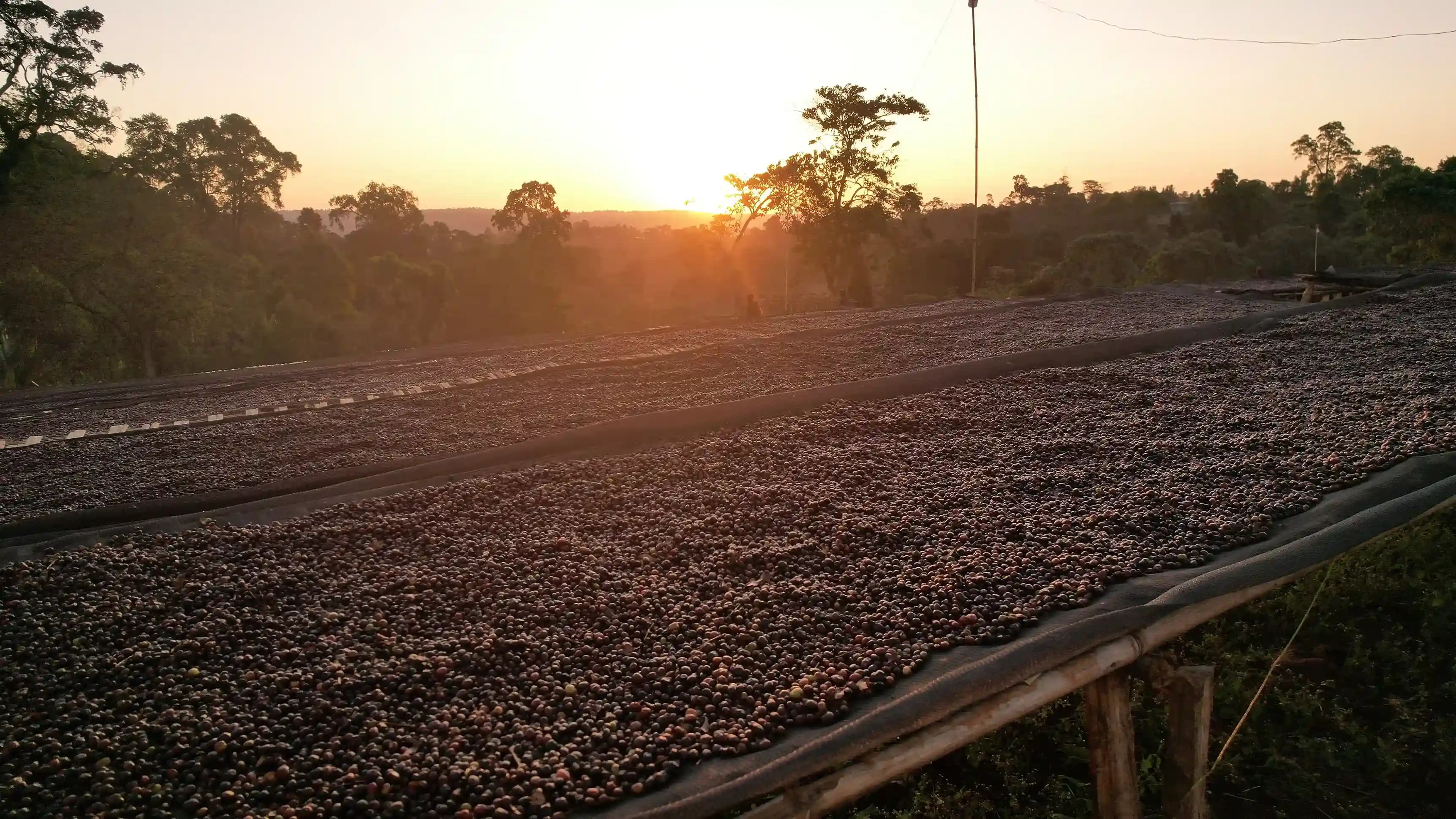Fresh Ethiopian coffee cherries drying on raised beds at sunset